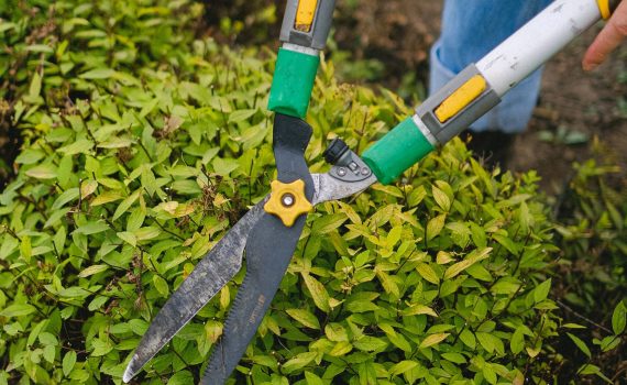 hedge trimming ref